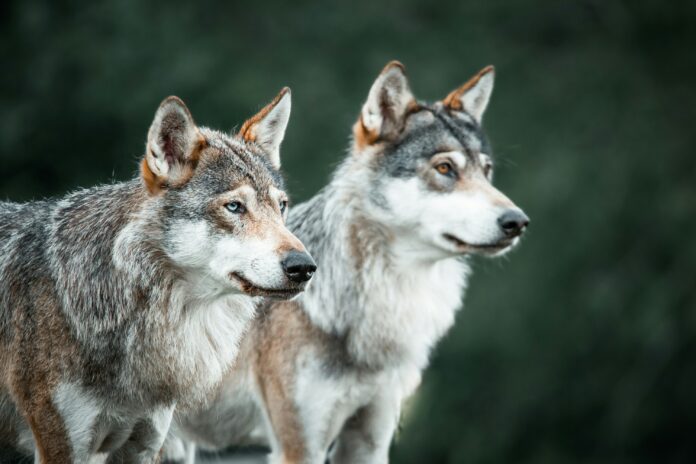 canis lupus